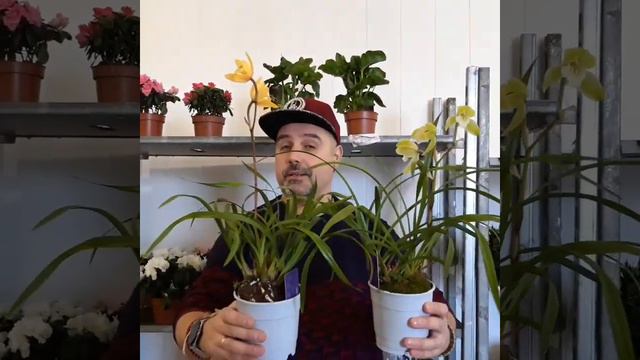 цимбидиум смотреть онлайн