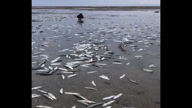 Здравоохранение губернатора Носова пропахло селедкой смотреть онлайн