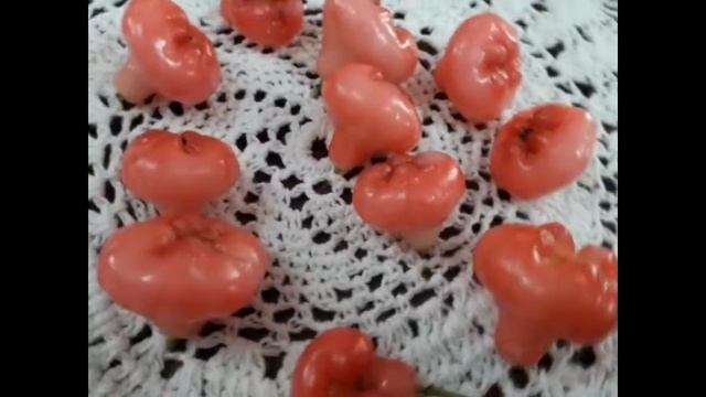 Chaambanga | Chaampakka | Syzygium Malaccense| ചാമ്പങ്ങ |ചാമ്പക്ക смотреть онлайн