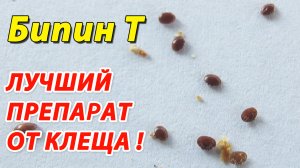 ЭФФЕКТИВНОСТЬ ПРЕПАРАТА БИПИН Т ПРИ ОБРАБОТКЕ ПЧЁЛ ОТ ВАРРОАТОЗА