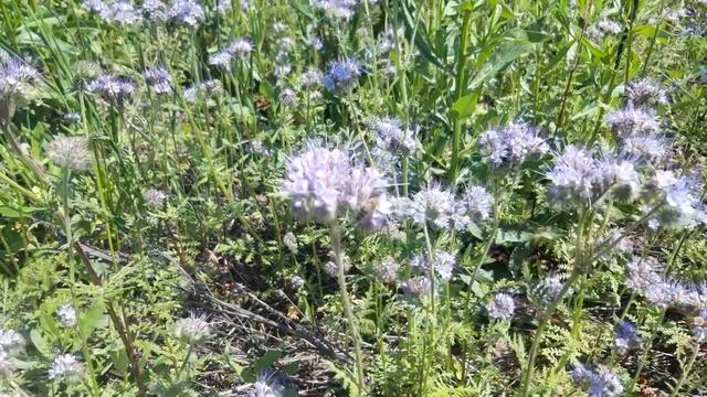 Мёд с фацелии. Вкусный, полезный, ароматный. смотреть онлайн