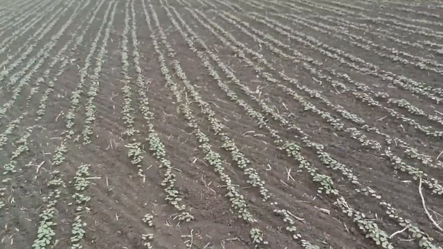 270517 Гречиха всходы смотреть онлайн