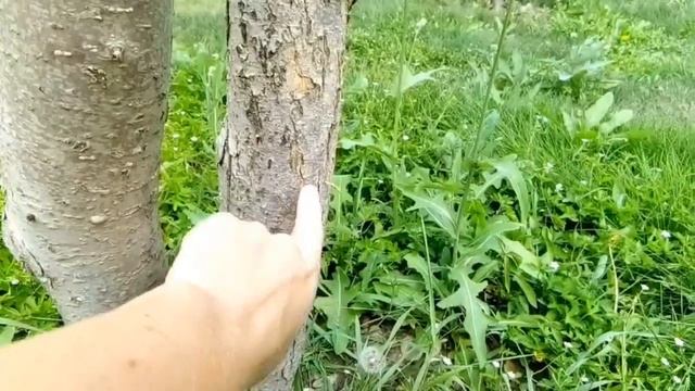 Яблоня Синап?, Алтайское румяное ?, Зелёнка сочная ? и другие сорта в саду. смотреть онлайн