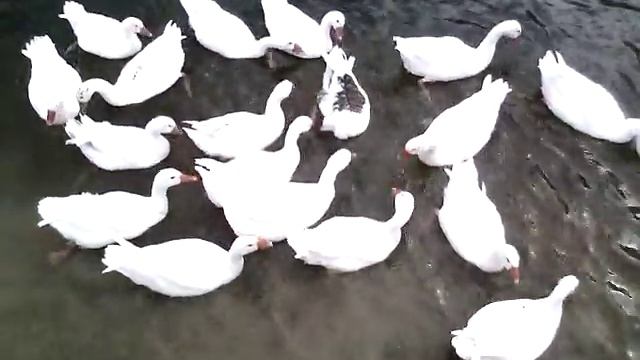 Гуси едят траву смотреть онлайн