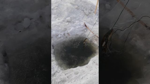 чебак на реке Аргунь смотреть онлайн