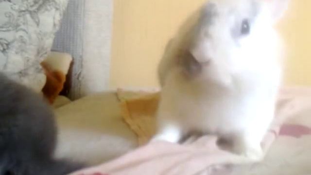Котенок и кролик смотреть онлайн