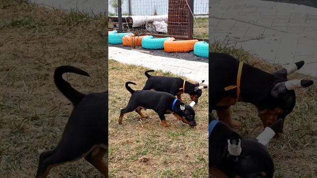 Ксолоитцкуинтли в шерсти. Милые мальчики пуховички. Питомник КИНИЧ АХАУ.