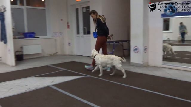 Екатерина и голден ретривер Лея. Занятие по дрессировке (группа послушания): обучение движению рядо