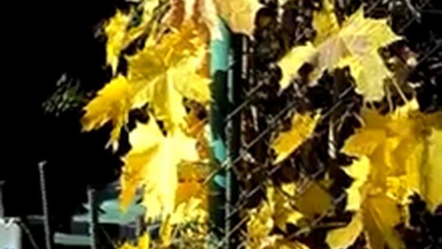 Jesienny walc-Autumn walz-nr 748.flv смотреть онлайн