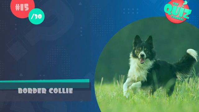 Guess The Dog Breeds Quiz