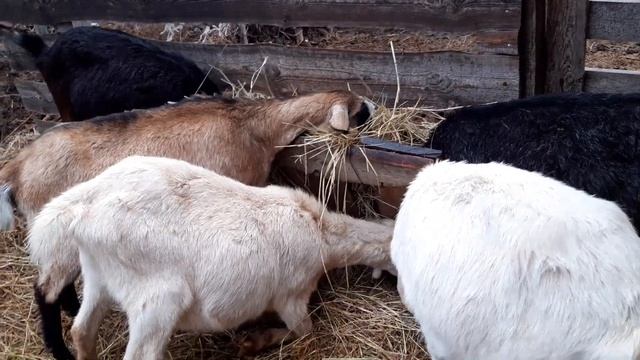 Как определить, что коза в охоте( готова к покрытию).? смотреть онлайн