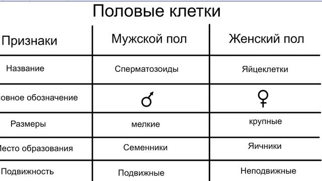 гаметогенез смотреть онлайн