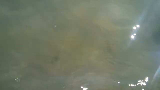 Огромные медузы в Коблево 14 сентября 2017 г. смотреть онлайн