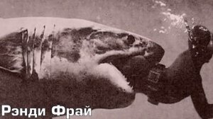 Нападение акул на людей