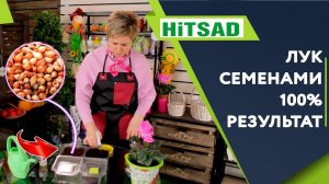 НЕ ПОКУПАЙТЕ ЛУК СЕВОК ВЫРАЩИВАЙТЕ ЕГО ИЗ СЕМЯН✔️ хитсад тв хитсад медиа