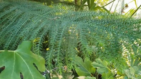 Тропические растения / Tropical plant