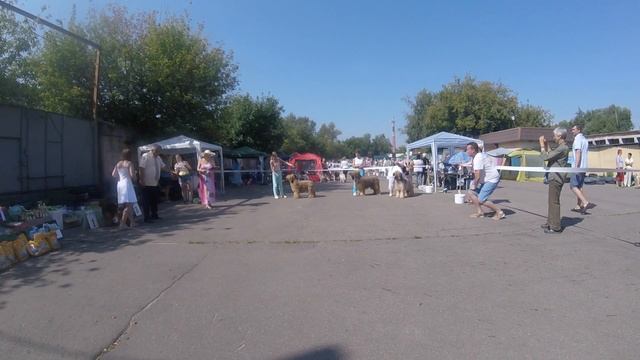 МКОО «АТЛАНТИДА» Монопородная выставка породы Бриар (ПК) смотреть онлайн