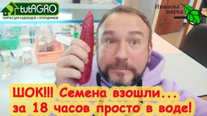 ШОК!!! ПРОШЛО МЕНЬШЕ СУТОК, А СЕМЕНА УЖЕ ВЗОШЛИ... ПРОСТО В ВОДЕ! Как я добился такого результата.
