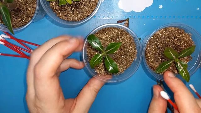 Обрезка АДЕНИУМА, формируем крону правильно, чтобы АДЕНИУМ был пышный, а не рос палкой смотреть онлайн