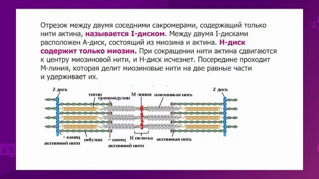 Биология. 10 класс. Строение поперечнополосатой мышечной ткани. Структура миофибрилла смотреть онлайн