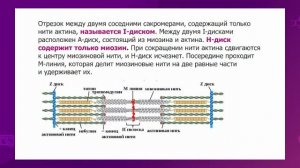 Биология. 10 класс. Строение поперечнополосатой мышечной ткани. Структура миофибрилла