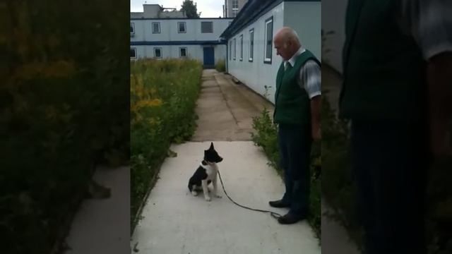 Дрессировка щенка лайки 4 месяца смотреть онлайн