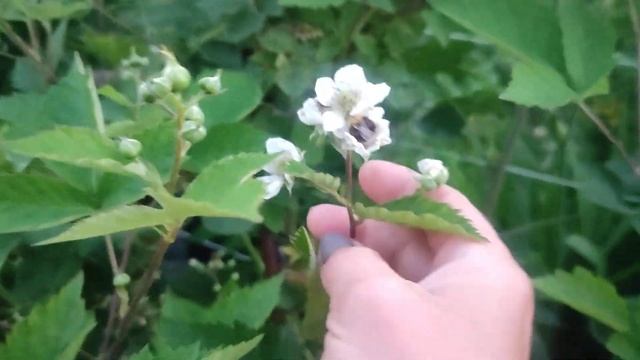 ежевика Лохтей Великий Новгород смотреть онлайн