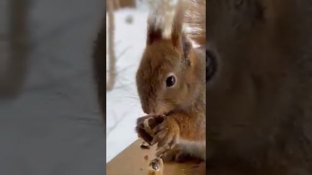 Дача в лесу_ Лесная гостья_ Завтрак