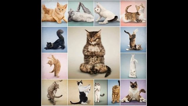 Наши любимые котики)