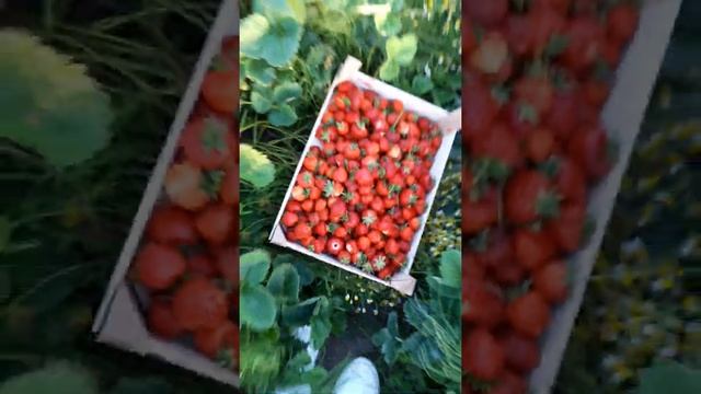 Клубник дар Калининград смотреть онлайн