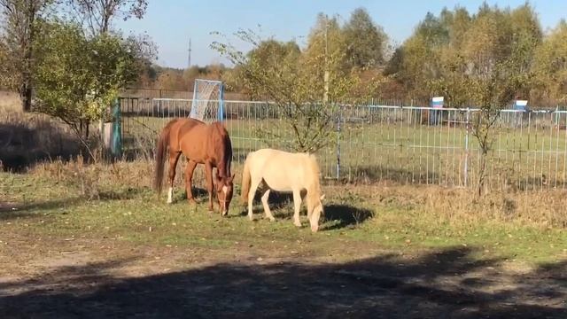 Воронежский лес и река Усманка смотреть онлайн