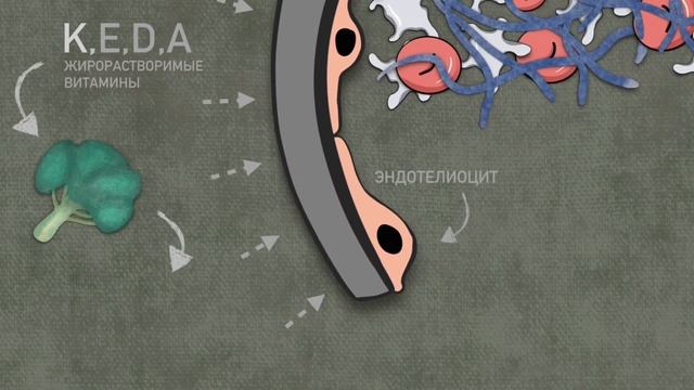 Как работает Варфарин? (механизм действия). смотреть онлайн