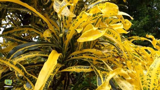 20 Varieties of foliage plants | 20 different colorful leaves plants | #foliage смотреть онлайн