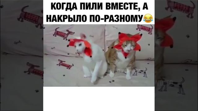 Пила вчера был день рождения смотреть онлайн