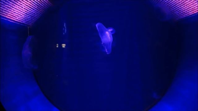 Интересные факты - медузы смотреть онлайн