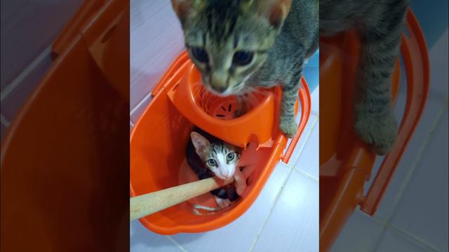 my family🌺💝😇🥰🐈🌻💮 смотреть онлайн