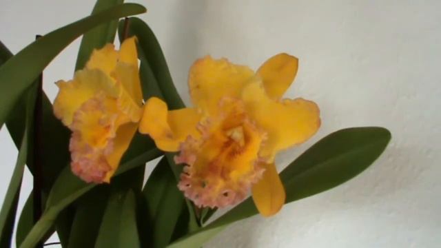Cattleya - Blc. Shinfong Luoyang 'Tian Mu' смотреть онлайн