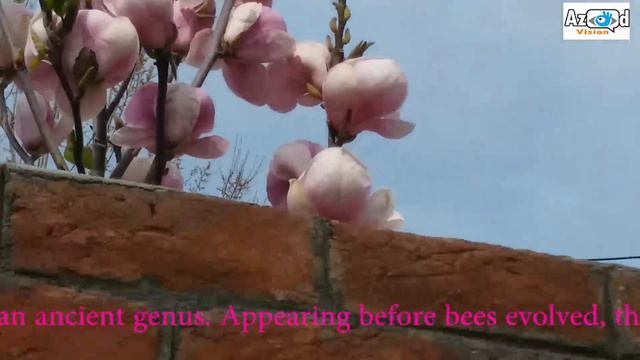 Kashmir I Hyson & Magnolia Flowers I Beauty of Kashmir I Srinagar I HD Video I Azad Vision смотреть онлайн