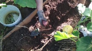 Сбор картофеля, посадка без окучивания, без полива