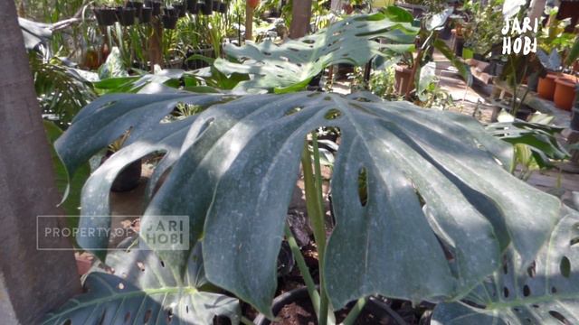 PILIH MANA ? MONSTERA LECHLERIANA ATAU MONSTERA DELICIOSA ?