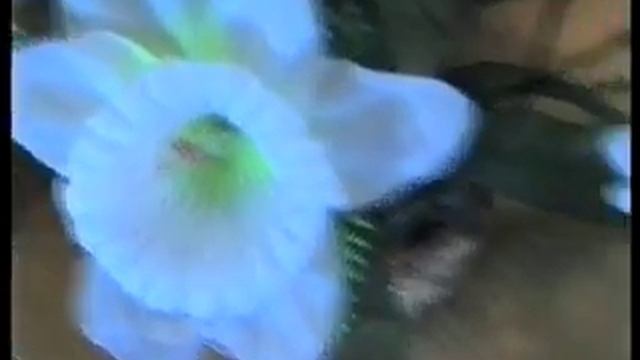 Телефонные тренды