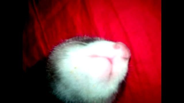 Спящий хорек. Ferret sleeps. смотреть онлайн