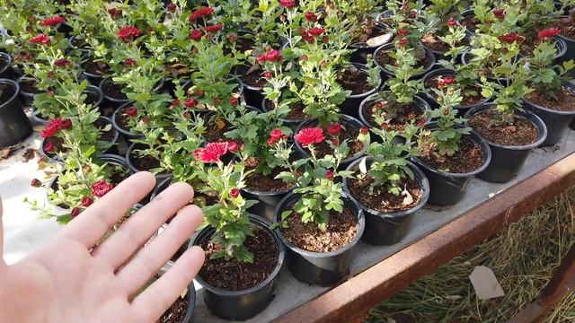 Выгодней кустовой Петунии и вот почему? смотреть онлайн