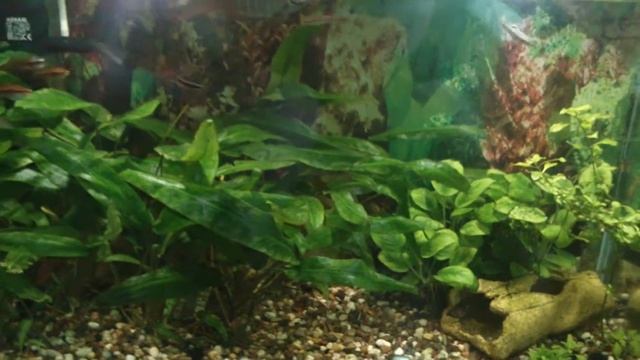 Средство против Бурых Водорослей смотреть онлайн