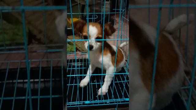HUSKY AND CHIHUAHUA SUPER KULIT #shortvideo #puppy #chihuahua #puppy #husky #doglover смотреть онлайн