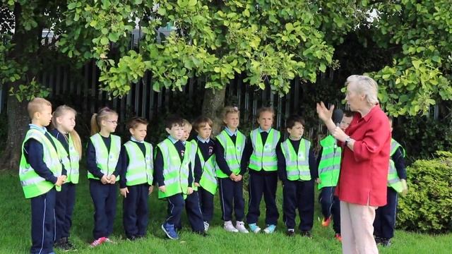 Alder - Fearnóg (Alnus glutinosa) смотреть онлайн