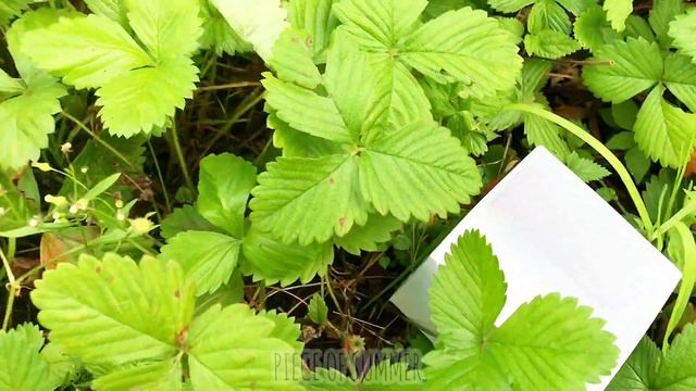 СУШУ ГРИБЫ ЯГОДЫ И ЛАВАНДУ / 3D СУШКА ГРИБОВ ЗЕМЛЯНИКИ/ PIECE OF SUMMER смотреть онлайн