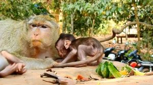 Adorable Baby Madea And Annie Monkey Wildlife Look Very Strong Playing And Clever Baby Monkey