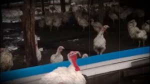 Индюки породы Белые широкогрудые – внешняя характеристика, особенности содержания, а также плюсы и