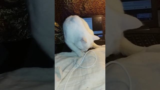 Кот грызёт провода. The cat is chewing on wires. #Shorts смотреть онлайн